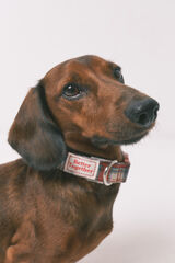 Women'secret collar de perro estampado