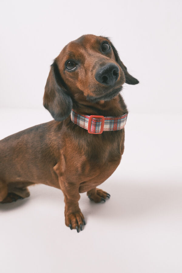 Women'secret collar de perro estampado