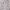 estampado