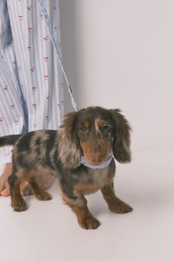 Women'secret Correa para perro de cerezas azul azul