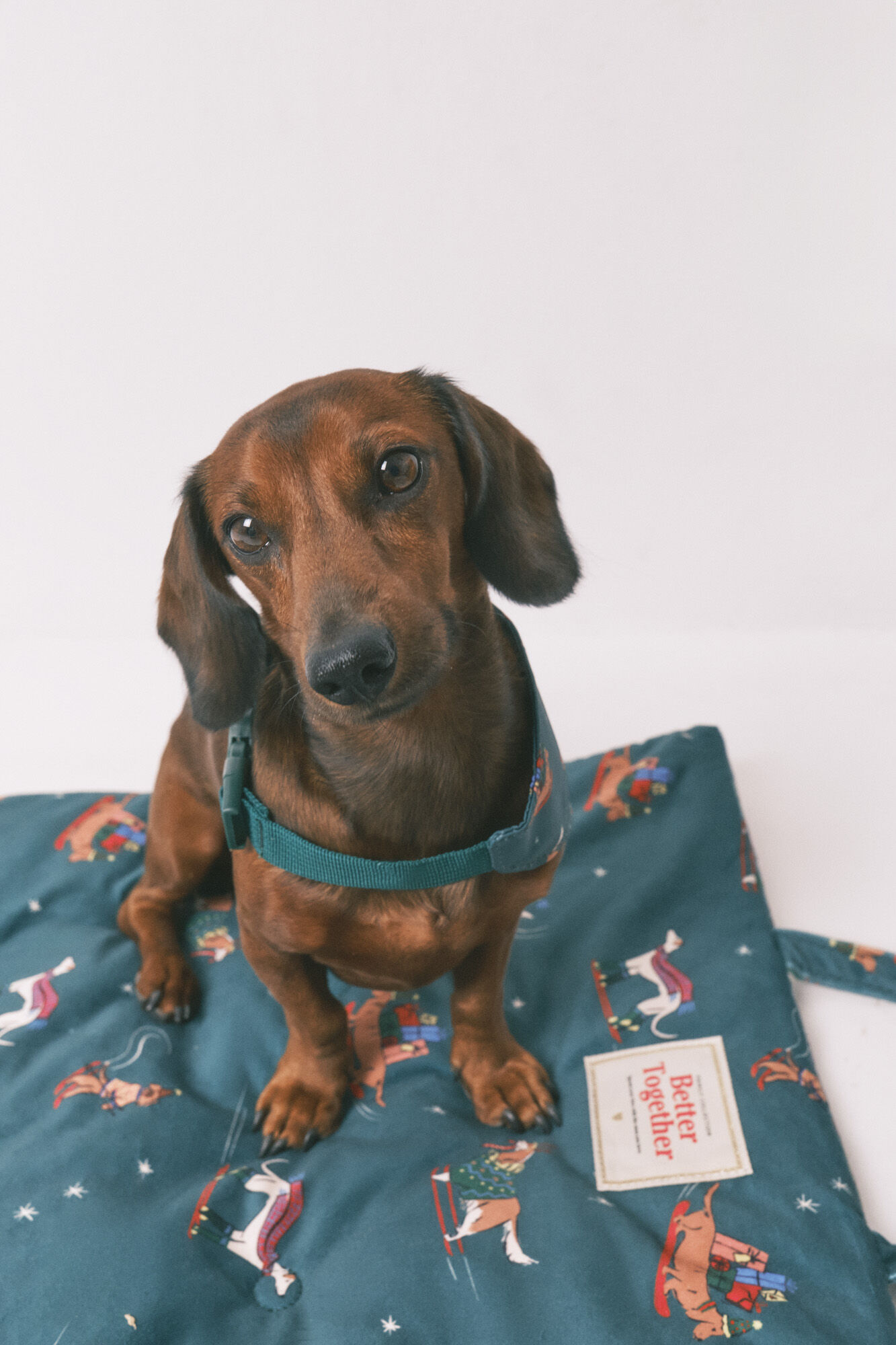 Women'secret Coj&iacute;n para perros