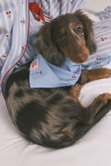 Women'secret Bandana para perro con estampado de cerezas azul azul