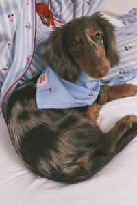 Women'secret Bandana para perro con estampado de cerezas azul