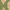 estampado